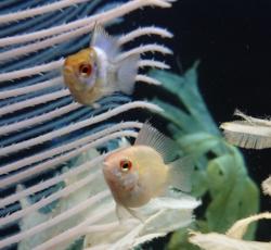 初診優先枠（再掲）